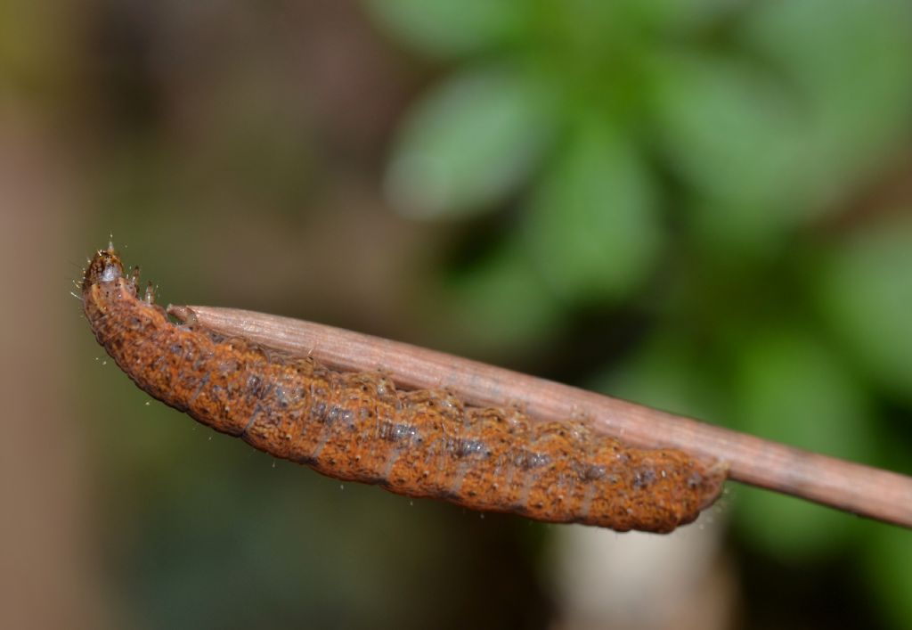 Lepidottero da identificare-Bruco (151)